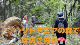 【17】リトアニアの森できのこ狩り|ヴィリニュス|リトアニアVlog|北欧・東欧|バルト三国|ヨーロッパ|海外生活|海外移住