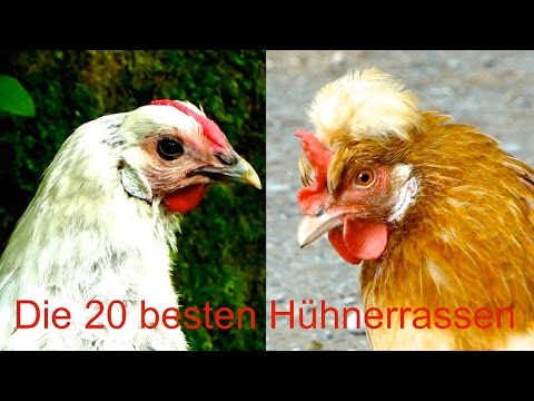, title : 'Die 20 besten Hühnerrassen für Selbstversorger - von Sulmtaler bis Lakenfelder - Hühner Zucht Film'