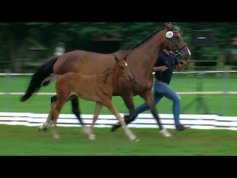 Aldag, Action Blue-Abke-Calido