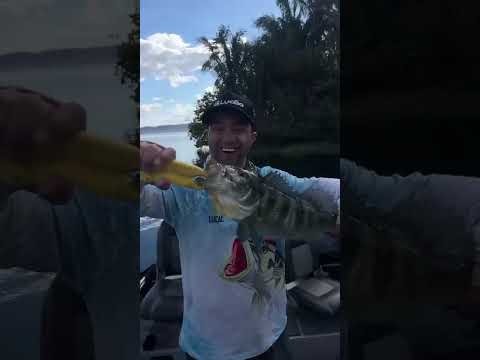 ￼ esse foi melhor de que eu peguei tu careca azul e amarelo em palmas Tocantins ￼