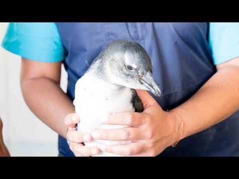 South Africa - Penguin and Marine Bird Sanctuary