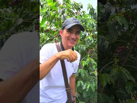 ÁRBOL DE CAFÉ EN LOS CAMPOS DE BALBOA RISARALDA