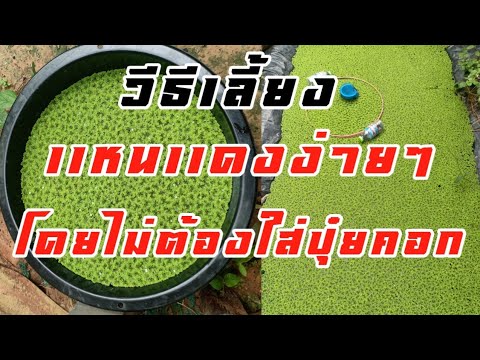 เลี้ยงเเหนเเดงในกะละมังโดยใช้จุลินทรีย์สังเคราะห์แสงเเทนปุ๋ยคอก