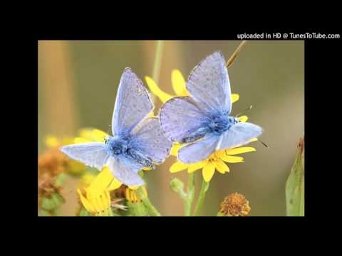 Today's Tango Is... La Mariposa - Juan D'Arienzo 23-03-1938