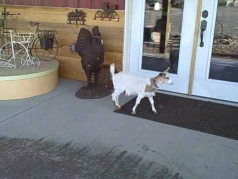 Monte Tareski vs. Fainting Goats