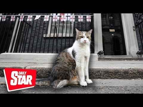 Larry the Cat's Downing Street best moments