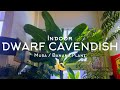 Dwarf Cavendish Musa Banana Plant Indoor Care ZTY PALM CARE