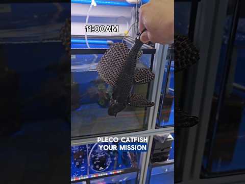 Pleco on a mission to eat algae #aquariumhobby #fishhobbyist #fishtank