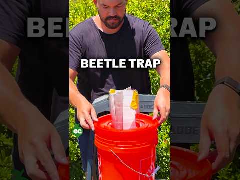 Innovative Beetle Trap Proves Highly Effective!