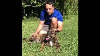 Video preview image #1 Labrador Retriever-Staffordshire Bull Terrier Mix Puppy For Sale in Weston, FL, USA