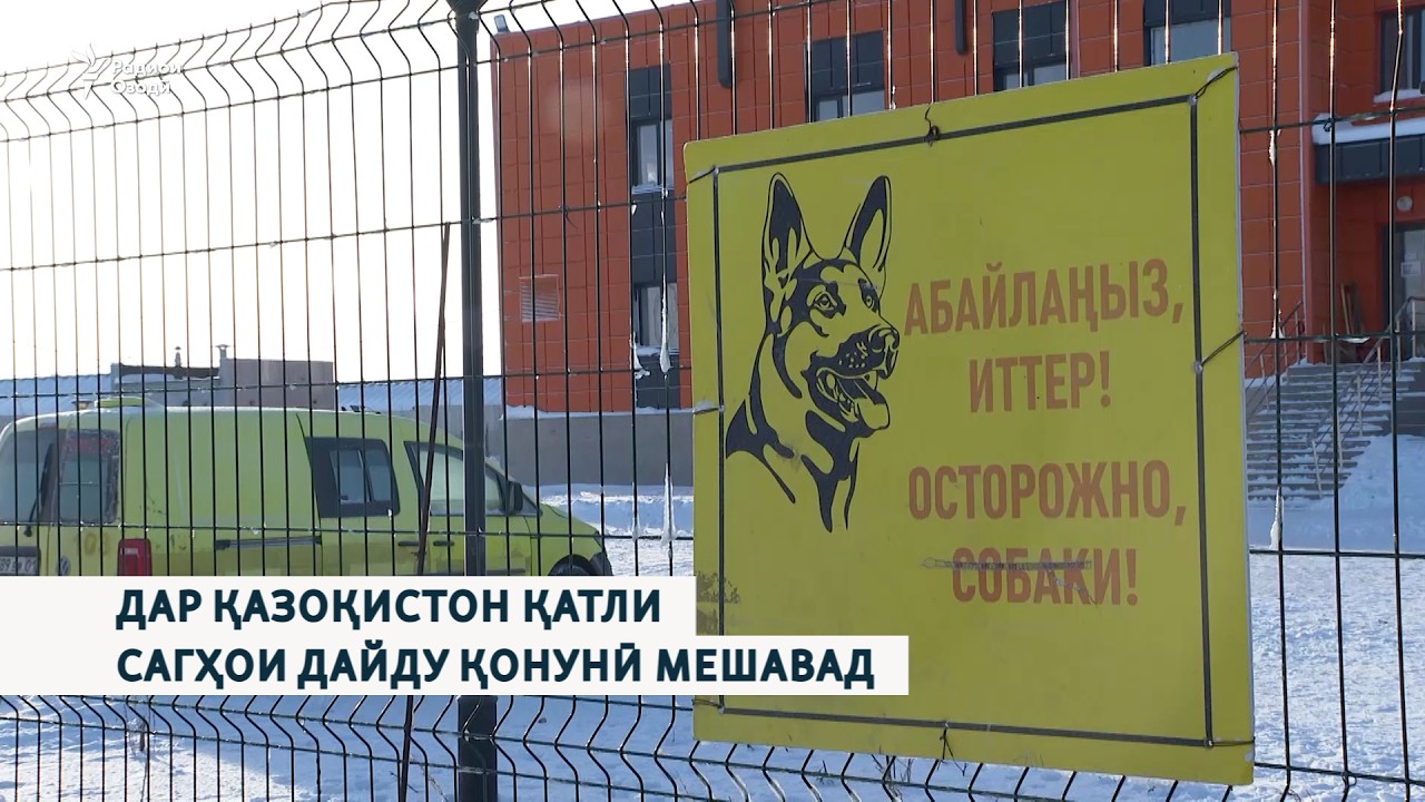 Дар Қазоқистон қатли сагҳои дайду қонунӣ мешавад