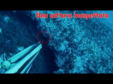 Una cattura inaspettata