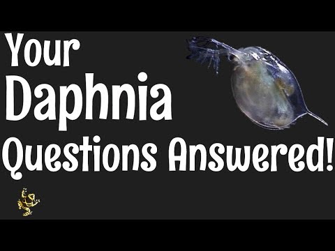 Daphnia Questions Answered!