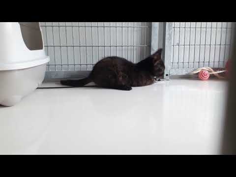 Palavi et le plumeau, Aidofélins Maisons Laffitte 78