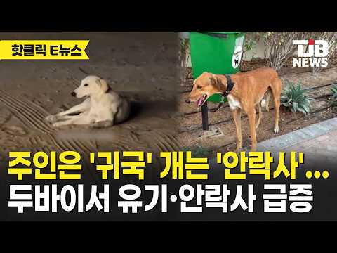 주인은 '귀국' 개는 '안락사'...두바이서 유기·안락사 급증