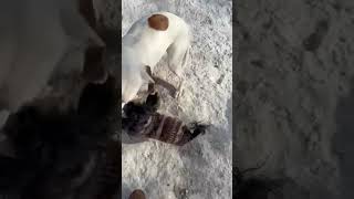 Video preview image #1 Shih Tzu Puppy For Sale in East Derry, NH, USA