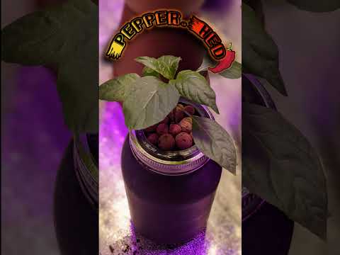 Pepper Grow Tent Tour 5/28/21