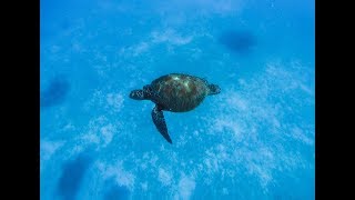 THE BEST DAY EVER IN THE PHILIPPINES - DOLPHINS AND TURTLES IN BOHOL!