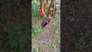 Download lagu ikan cantik terjebak di genangan air aku berusaha menyelamatkannya kembali ke rumah dengan aman 😭 mp3 Download lagu ikan cantik terjebak di genangan air aku berusaha menyelamatkannya kembali ke rumah dengan aman 😭 mp3