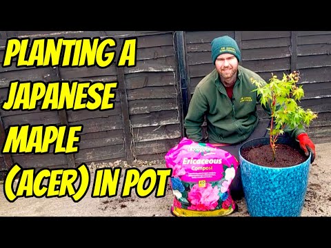 Planting a Japanese Maple (Acer) in Containers