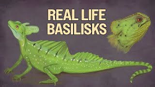 Sketching Real Basilisks: Nature’s Dragon-Like Lizards