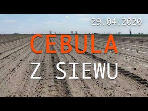 Uprawa cebuli z siewu - program dokarmiania