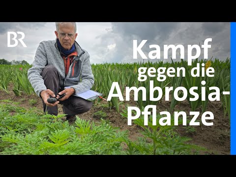 Gefahr für Allergiker: Die invasive Ambrosia-Pflanze | Schwaben + Altbayern | BR