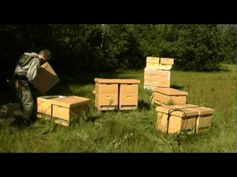 Fem avläggare från ett modersamhälle del 1