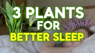 Keep These 3 Plants In Your Bedroom To Sleep Better And Clean Air
