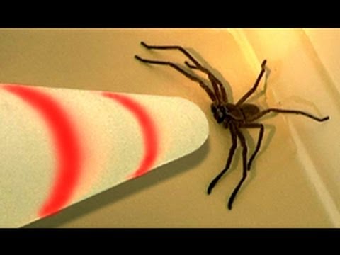 Big Spider Attacks Lightsaber