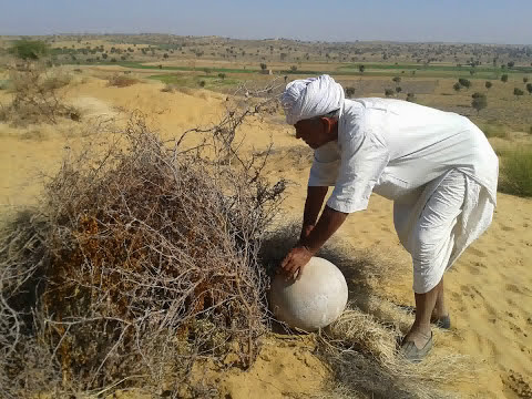 How sand dune turned into Green by Ranaram Bishnoi