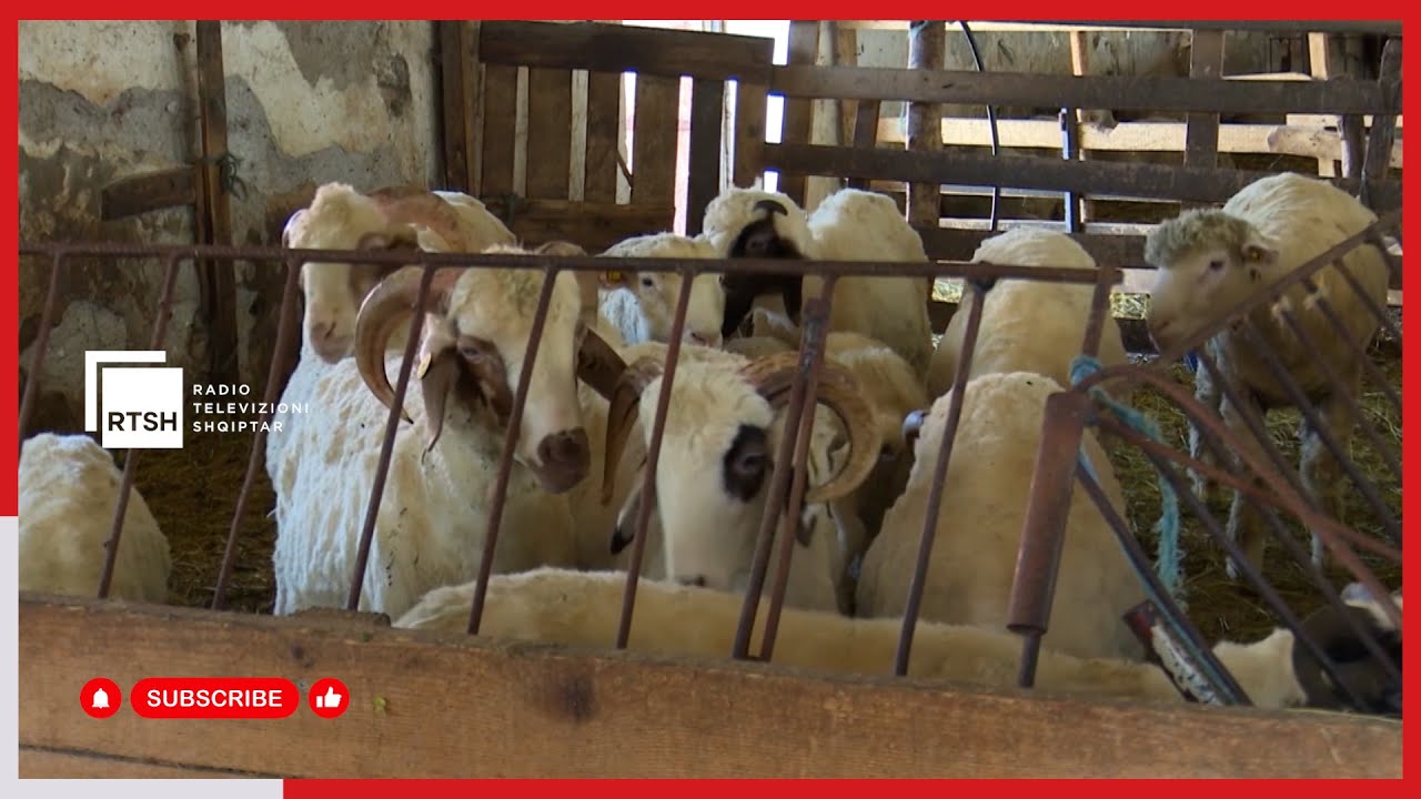 Kujdesi për bagëtitë në dimër, blegtorët përgatisin bazën e duhur ushqimore