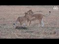 Lion Pride At Sunrise Stalking Warthog Maasai Mara Safari Zebra Plains