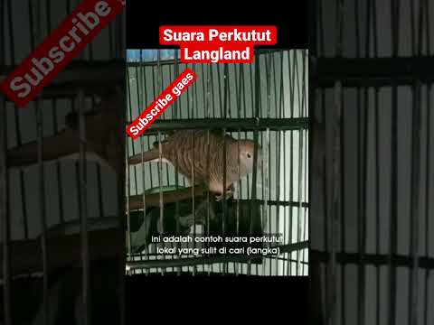 Suara Perkutut langka