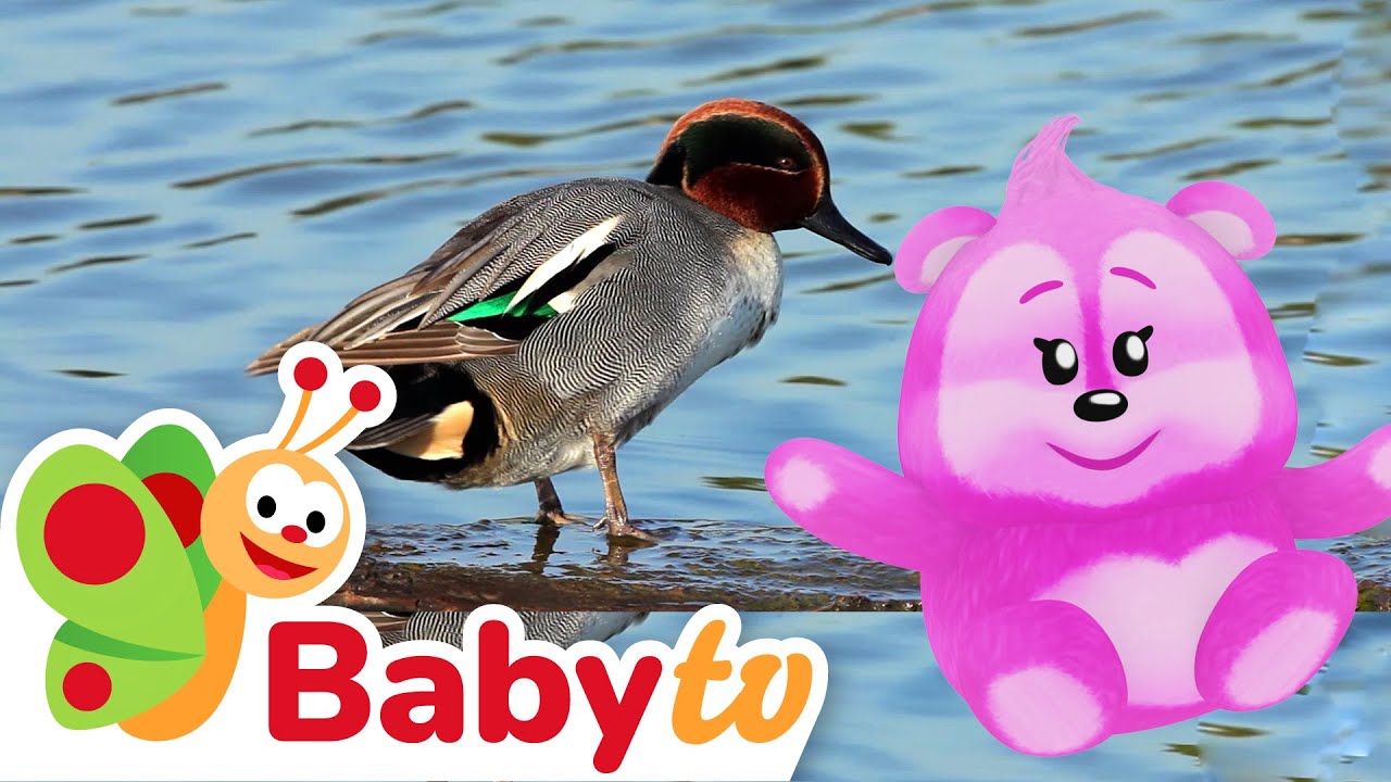 どうぶつのせかい | アヒルのたのしい豆知識 🦆 @BabyTVJP