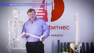 Суставы нижней конечности
