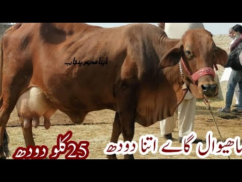 Pure Sahiwal Cow & Nili Ravi Buffalo for sale in pakistan on youtube 10/2/2021