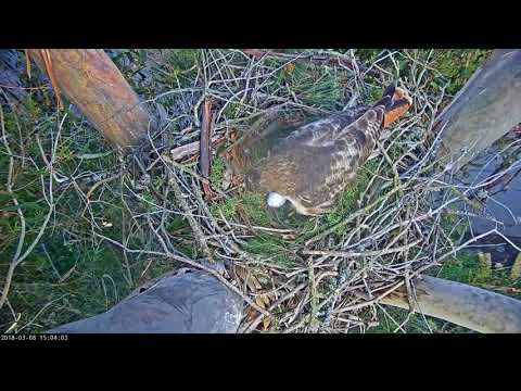 03-08-18 Red-tailed hawk lays second egg; Presidio cam.