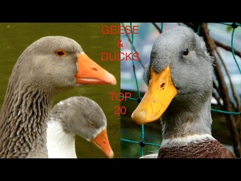 TOP20 Most beautiful geese and ducks - 20 different breeds of domestic goose duck and swan goose