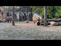 Detroit Zoo