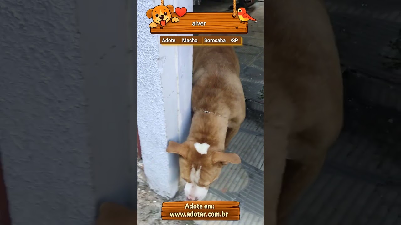 Cachorro raça Pit-Bull idade 1 ano nome aiver