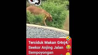 Download lagu bukan hanya mnusia aja yg bisa mabuk.. anjing pun bisa😂😂😂😂 mp3