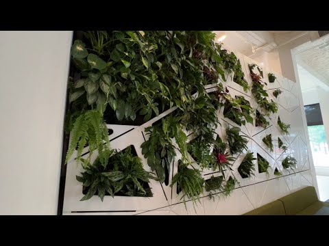Urban Blooms creates living walls as art for local businesses