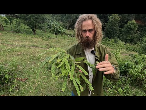 Drinking the Powerful Asian Plant Medicine that the World Forgot... SOMA?! (Phyllodium Pulchellum)