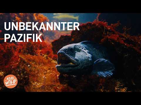 Pazifik XXL Doku: Unfassbare Tiefsee-Giganten