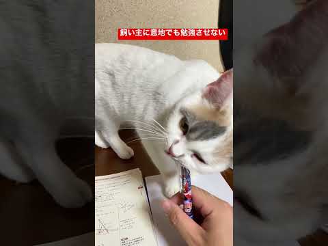 史学科 ③ 飼い主に意地でも勉強させない猫 #shorts