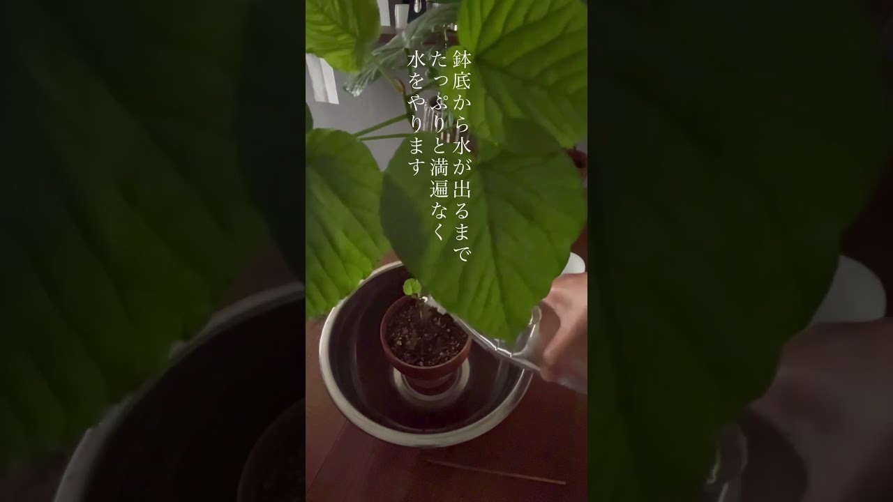 観葉植物を枯らさない水やりの方法#ウンベラータ#観葉植物#shorts#緑のある暮らし