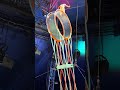 Big Apple Circus Family Fun Day Part 2 Shortsvideo Shortsfeed Shorts