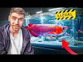 Inside Asia's *RICHEST* Exotic Pet Marketplace!! ... (Tour) $$$ DEFAULT Thumbnail