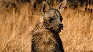 Brown Hyenas: Survivors from Hell!